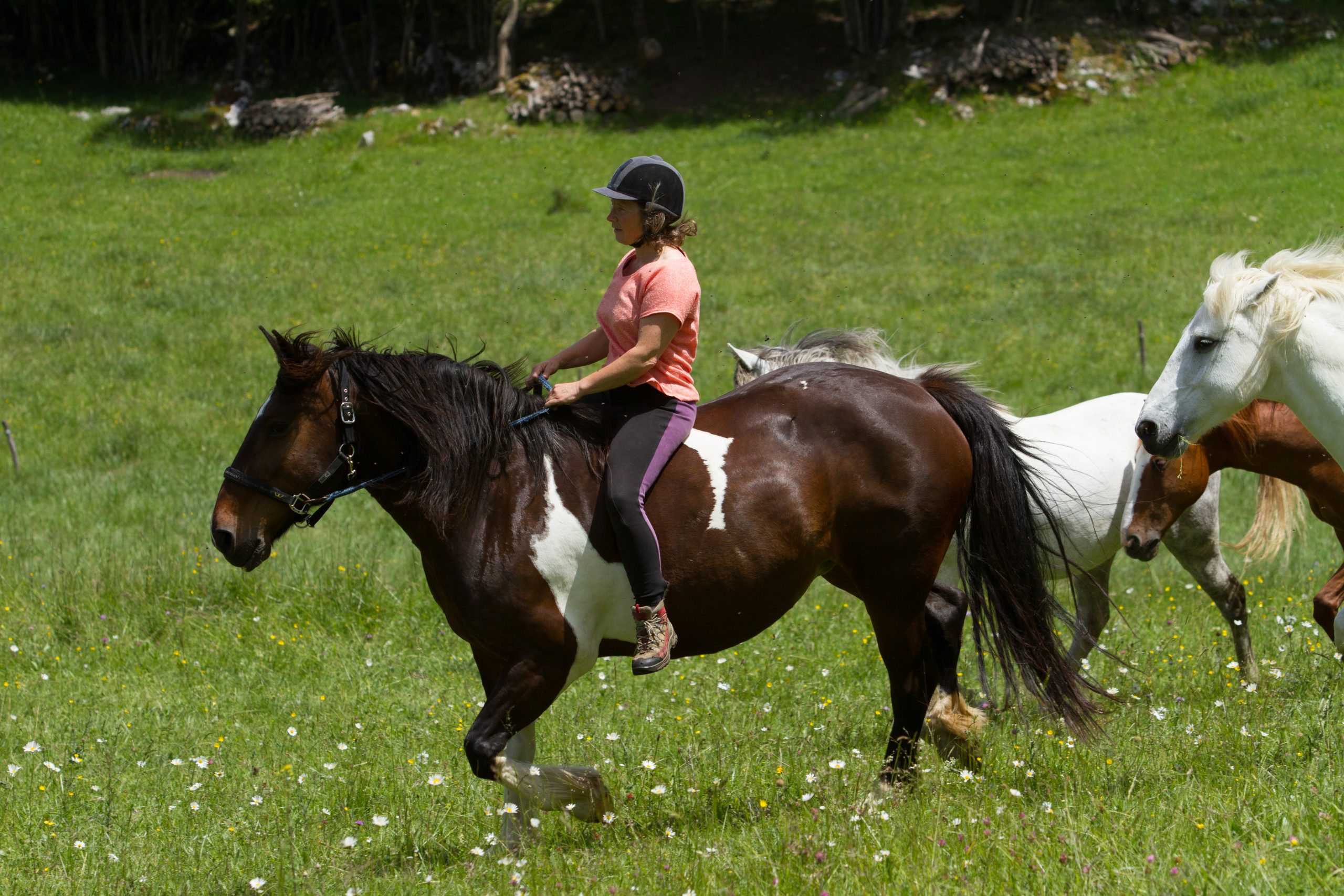 Randonnées promenades équestres et cours d'équitation
